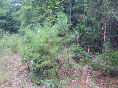 Land For Sale near Tatum, TX - image 18