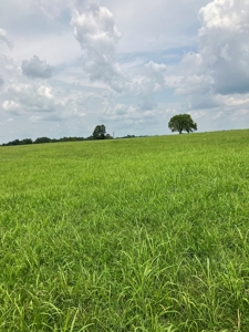 Kentucky Land for Sale, Bath Co - image 3