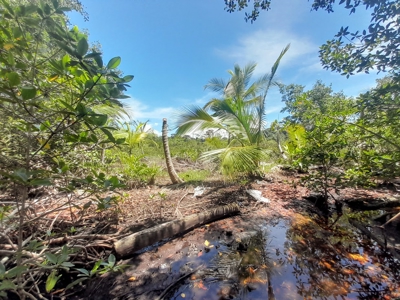 Island Lot For Sale Across Bay From Bocas Town, Panama - image 6