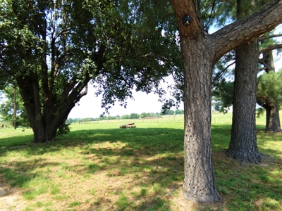 Beautiful Hilltop Country Home for Sale in Sumner, TX! - image 35
