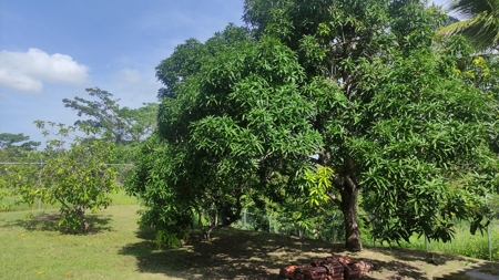 3 Bedroom Country House with Pool and large Garden *RENTED* - image 4