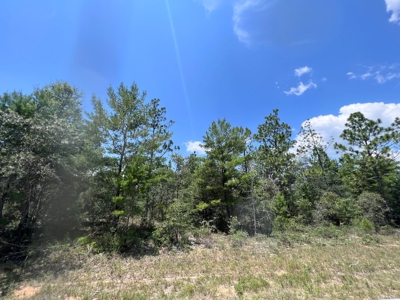 Florida Wooded Lot Near Gap Lake - image 3