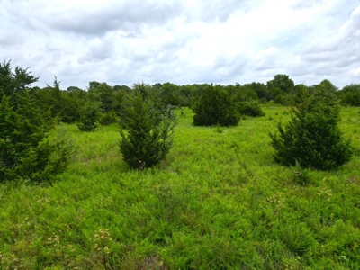 Acreage For Sale in Bryan County, Oklahoma! - image 15