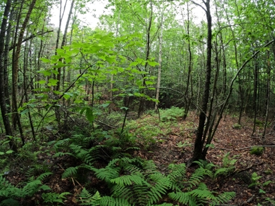 5± Acres of Land | Maine Real Estate - image 8