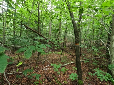 5± Acres of Land | Maine Real Estate - image 12