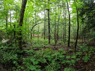 5± Acres of Land | Maine Real Estate - image 5
