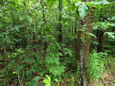 5± Acres of Land | Maine Real Estate - image 11