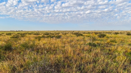 200.38+/- Acre CRP Tract in Hockley County - image 12