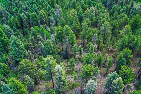 Mountain Retreat Bordering National Forest - image 3