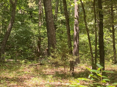 40 acre hunting and recreational property in Madison county - image 4