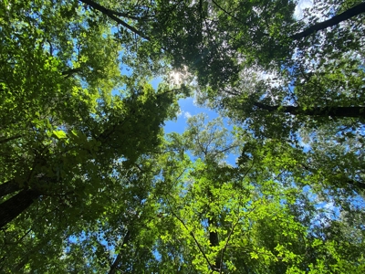 40 acre hunting and recreational property in Madison county - image 3