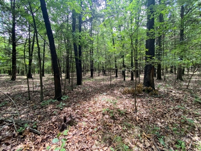 40 acre hunting and recreational property in Madison county - image 13