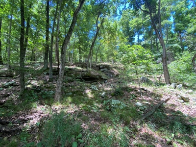 40 acre hunting and recreational property in Madison county - image 6
