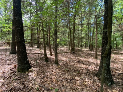 40 acre hunting and recreational property in Madison county - image 9