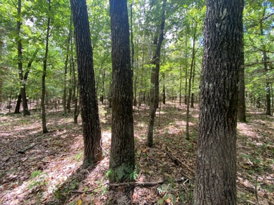 40 acre hunting and recreational property in Madison county - image 8