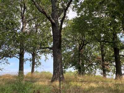 Beautiful 97 acre Mountaintop Property For Sale - image 17