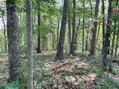 St. Clair County Missouri County Home and Land for Sale - image 47