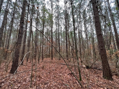 Timberland Near Tenaha Texas - image 13