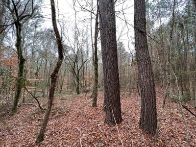 Timberland Near Tenaha Texas - image 2