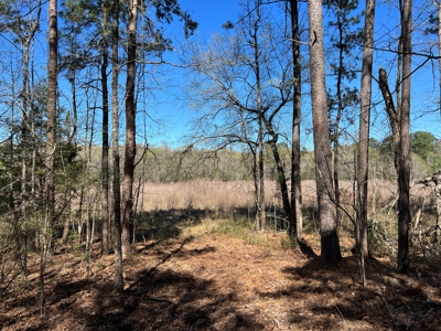 Timberland Near Tenaha Texas - image 17