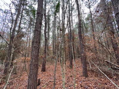 Timberland Near Tenaha Texas - image 10