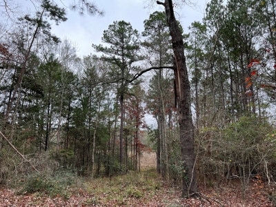 Timberland Near Tenaha Texas - image 15