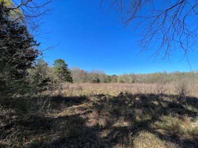 Timberland Near Tenaha Texas - image 22