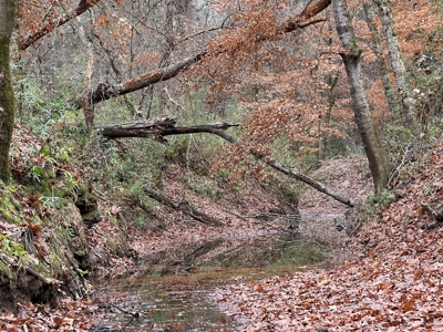 Timberland Near Tenaha Texas - image 5