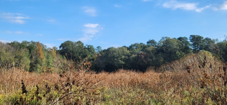 Timberland Near Tenaha Texas - image 1