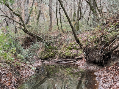 Timberland Near Tenaha Texas - image 7