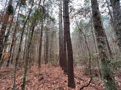 Timberland Near Tenaha Texas - image 12