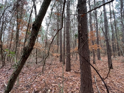 Timberland Near Tenaha Texas - image 11