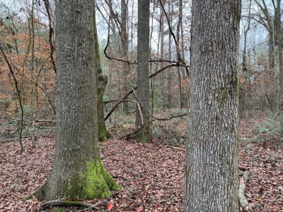 Timberland Near Tenaha Texas - image 8