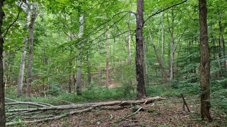 Wooded Land for Sale in Montgomery County VA - image 6