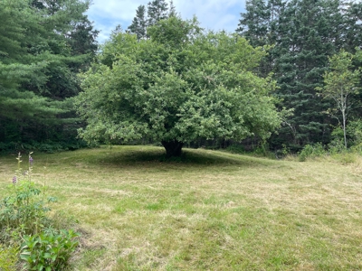 Unique Downeast Home with Acreage - image 8