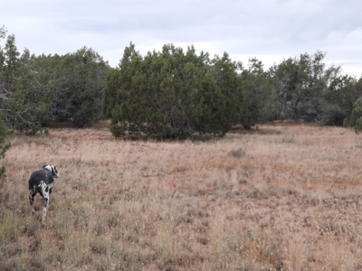 Northern AZ off grid property - image 6