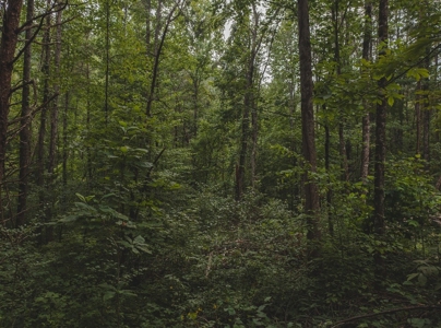 Secluded East TN Paradise: Off-Grid Living & Creek - image 3