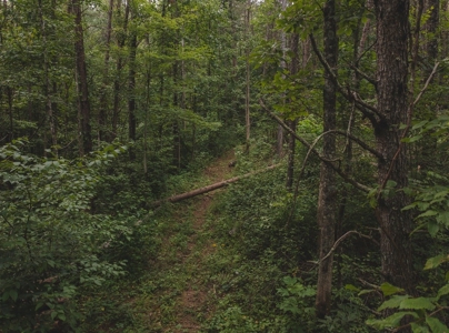 Secluded East TN Paradise: Off-Grid Living & Creek - image 7