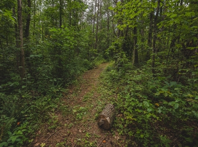 Secluded East TN Paradise: Off-Grid Living & Creek - image 12