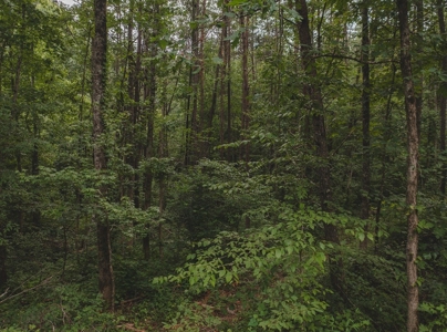 Secluded East TN Paradise: Off-Grid Living & Creek - image 8