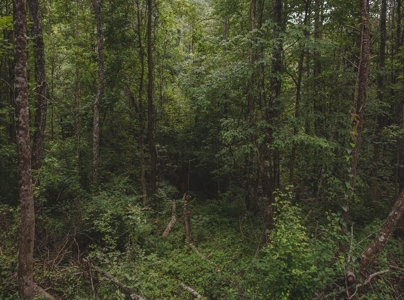 Secluded East TN Paradise: Off-Grid Living & Creek - image 6
