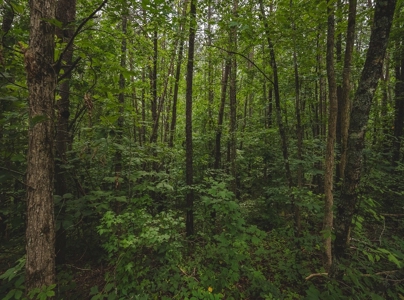 Secluded East TN Paradise: Off-Grid Living & Creek - image 15