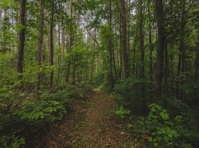 Secluded East TN Paradise: Off-Grid Living & Creek - image 16