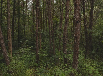 Secluded East TN Paradise: Off-Grid Living & Creek - image 4