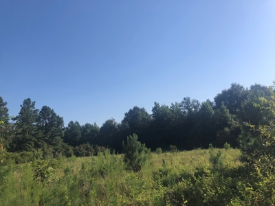 East Texas Timberland & Recreational Hunting Property - image 8