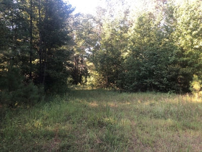 East Texas Timberland & Recreational Hunting Property - image 7