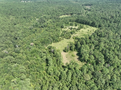 East Texas Timberland & Recreational Hunting Property - image 6