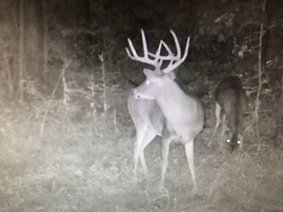 East Texas Timberland & Recreational Hunting Property - image 14