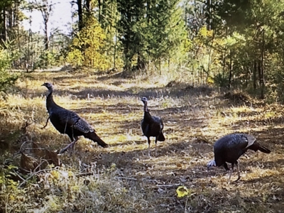 East Texas Timberland & Recreational Hunting Property - image 11