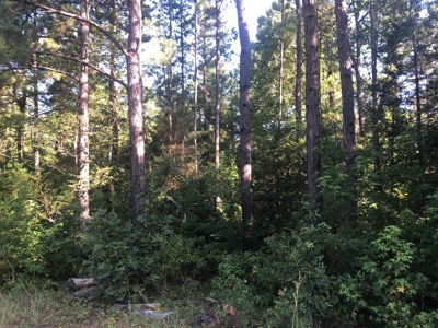 East Texas Timberland & Recreational Hunting Property - image 9